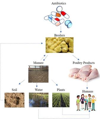 Review of Antibiotic Resistance, Ecology, Dissemination, and Mitigation in U.S. Broiler Poultry Systems